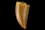 Serrated, Raptor Tooth - Real Dinosaur Tooth #160020-1